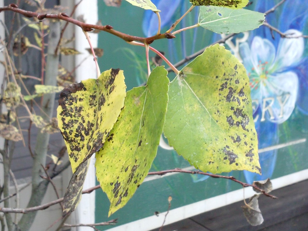 Aspen Leaves