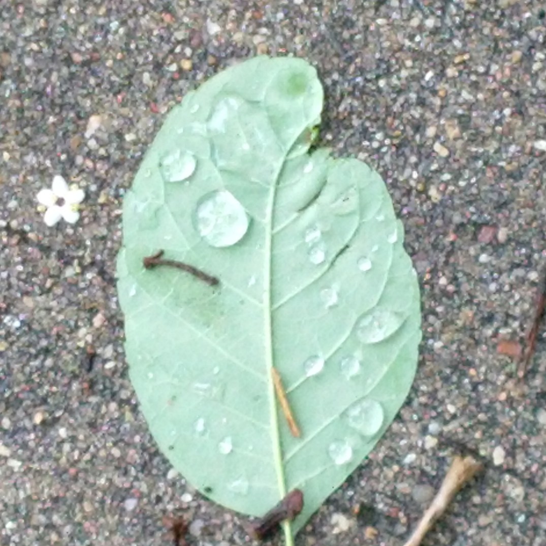 leaf