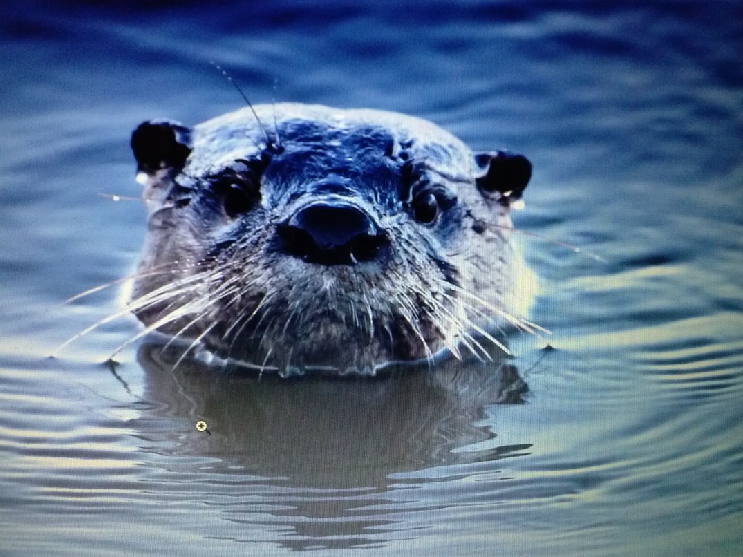 otter